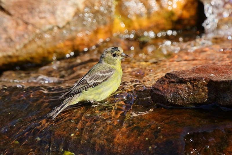 Lesser Goldfinch (0438)