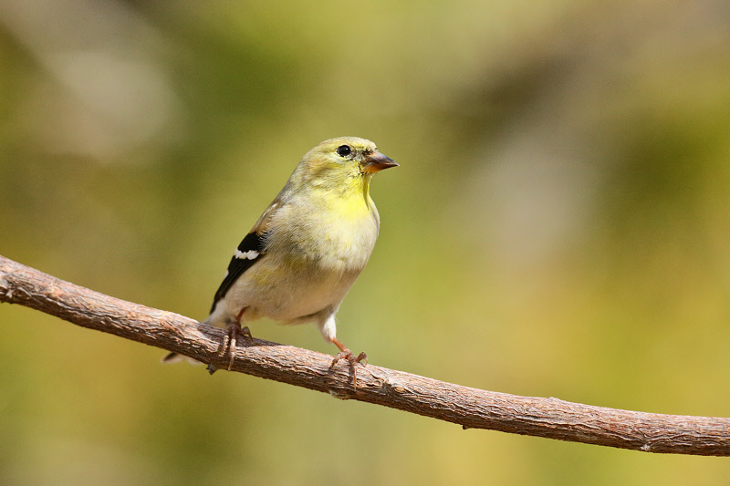 American Goldfinch (9869)