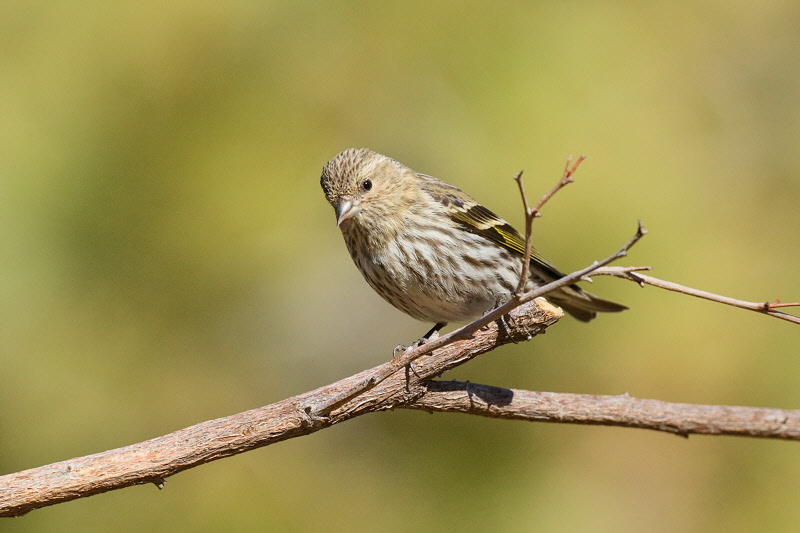 Pine Siskin (9962)