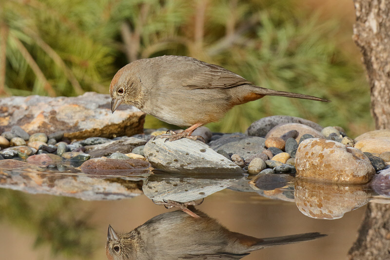 Canyon Towhee (9995)