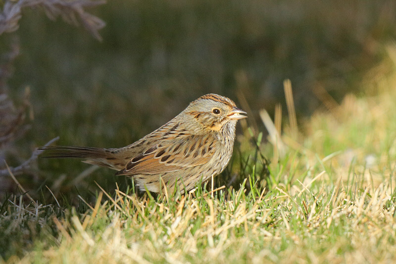 Lincoln's Sparrow (0205)