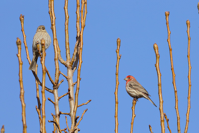 House Finches on the Lookout (0019)