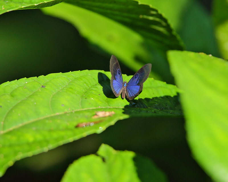 Blue Butterfly (6041)