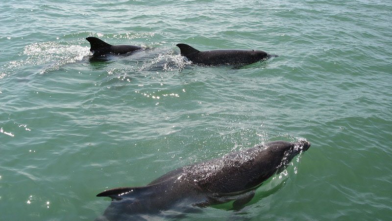 Bottlenose Dolphins (5065B)
