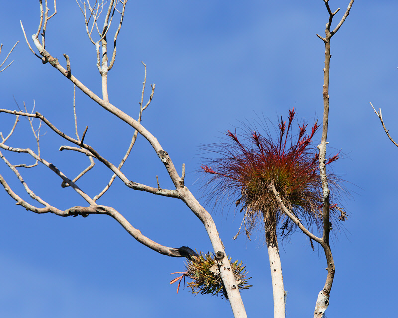 Bromeliad on Tree (6053)