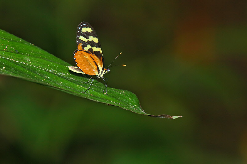 Butterfly (8972)