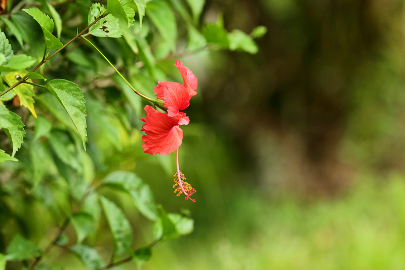 Hibiscus Flower (9335)