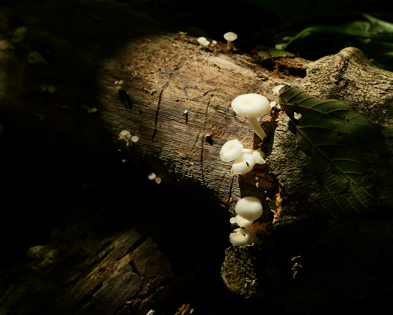 Mushrooms on Fallen Log (6635)