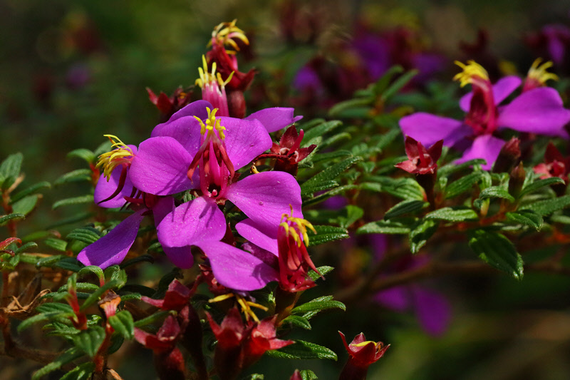 Purple Flowers (8197)