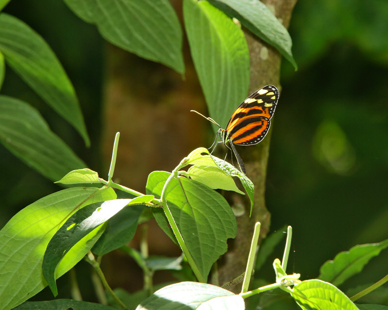 Tiger Longwing Butterfly (6210)
