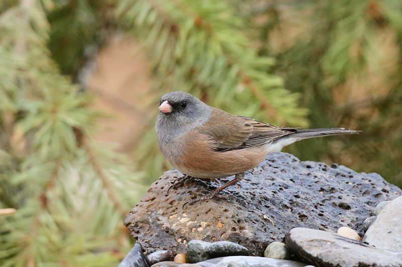 Pink-sided Dark-eyed Junco (0196)