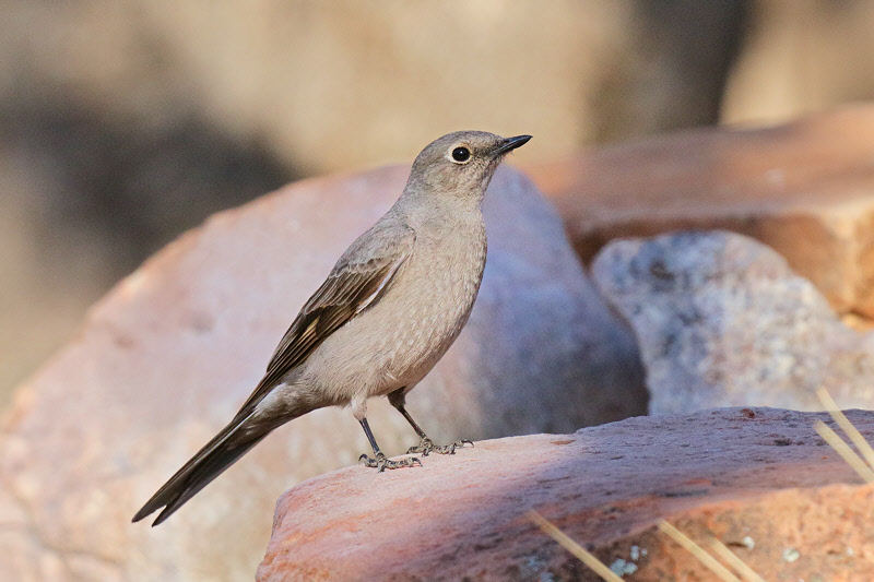 Townsend's Solitaire (0331)