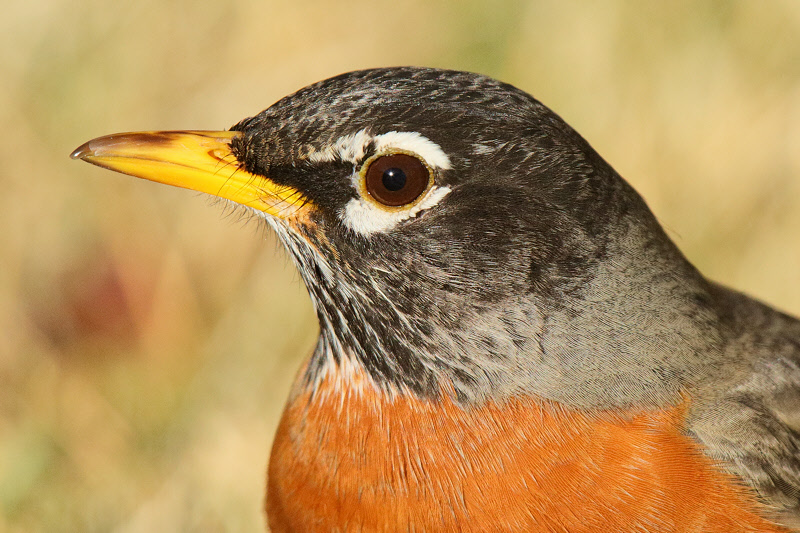 American Robin (0386)