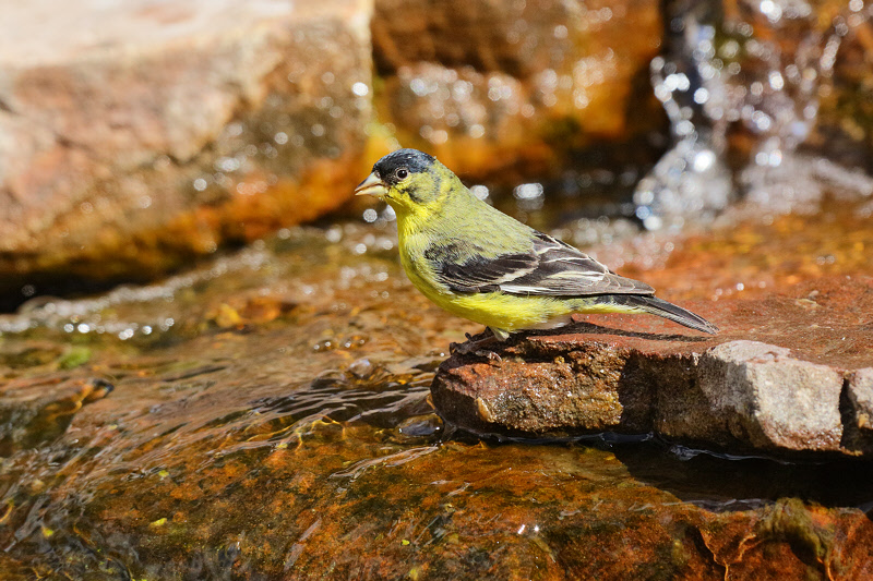 Lesser Goldfinch (0466)