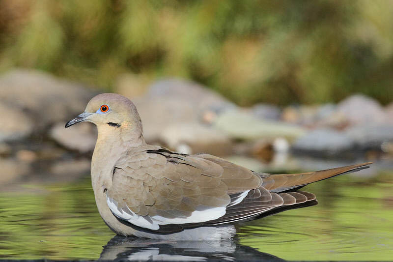 White-winged Dove (0668)