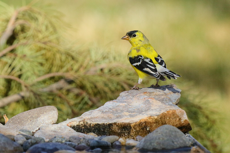 American Goldfinch (Male) (0729)