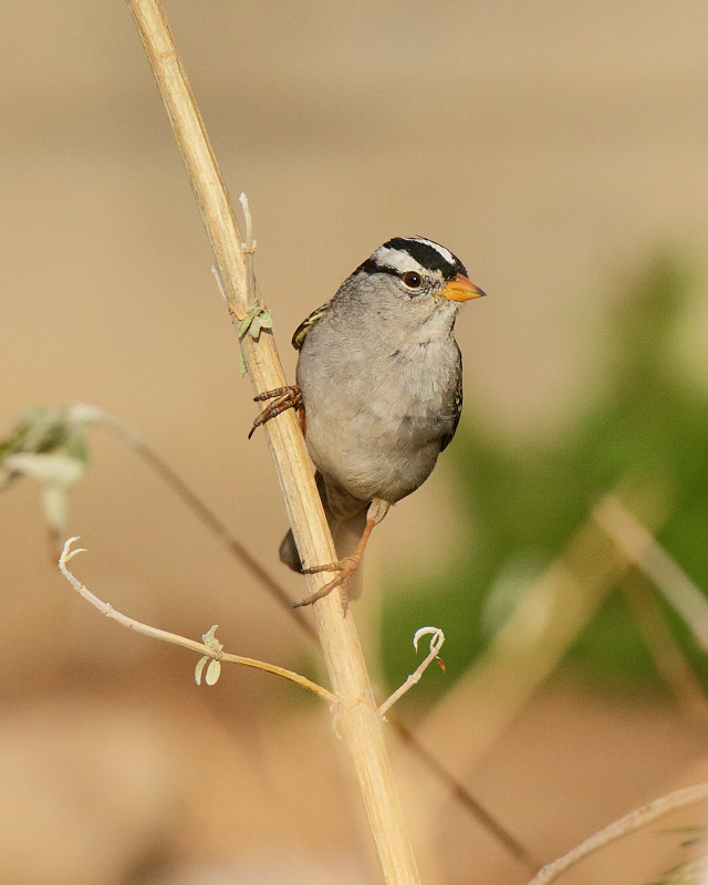 White-crowned Sparrow (0860)