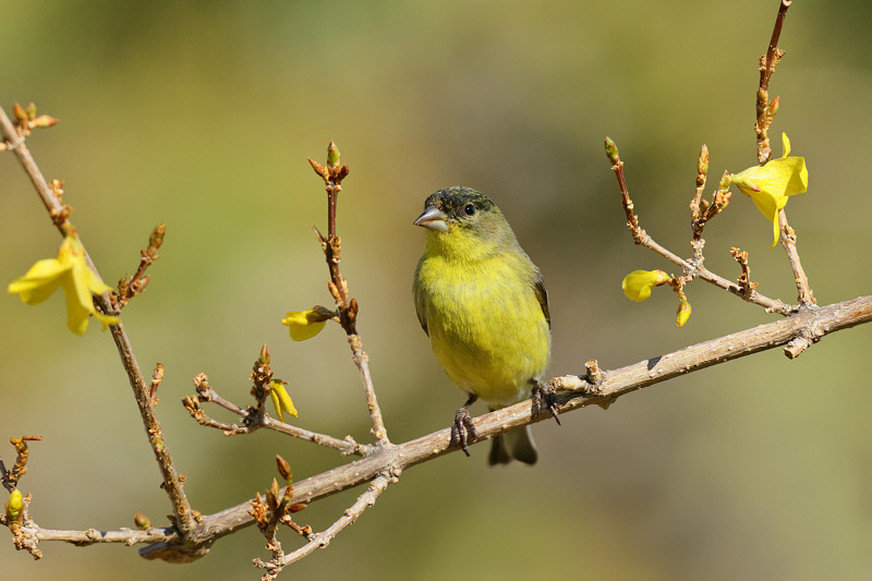 Lesser Goldfinch (Male) (0971)
