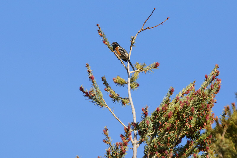 Spotted Towhee (1223)