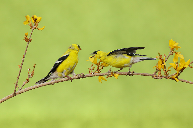 American Goldfinches Squabbling (1332)