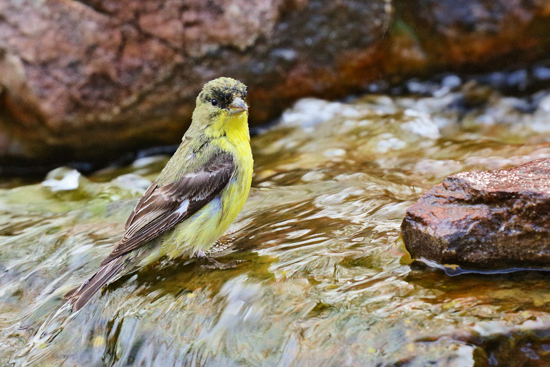 Lesser Goldfinch (1495)