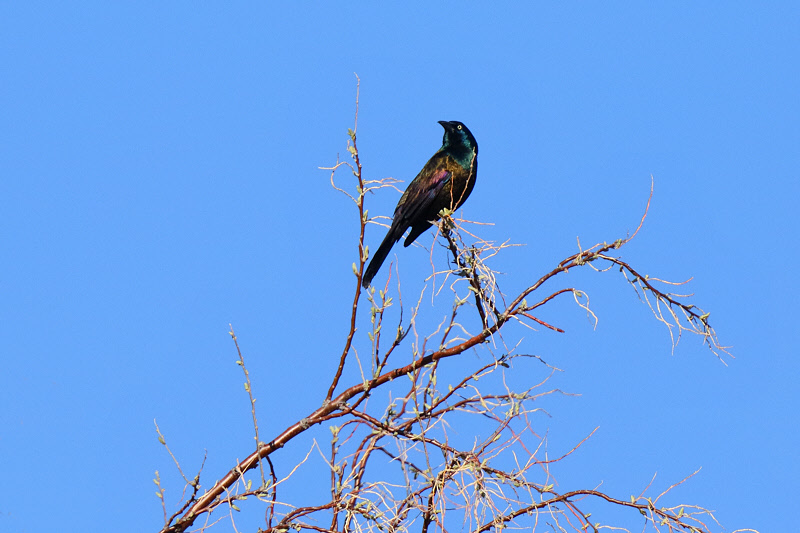 Common Grackle (1895)