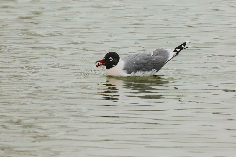 Franklin's Gull (2288)