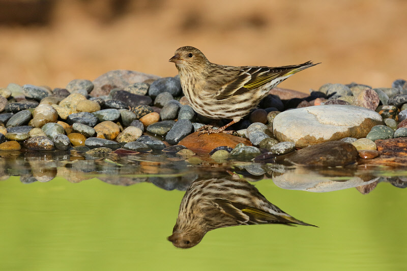 Pine Siskin (2358)