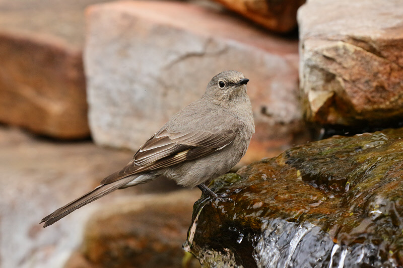 Townsend's Solitaire (2604)