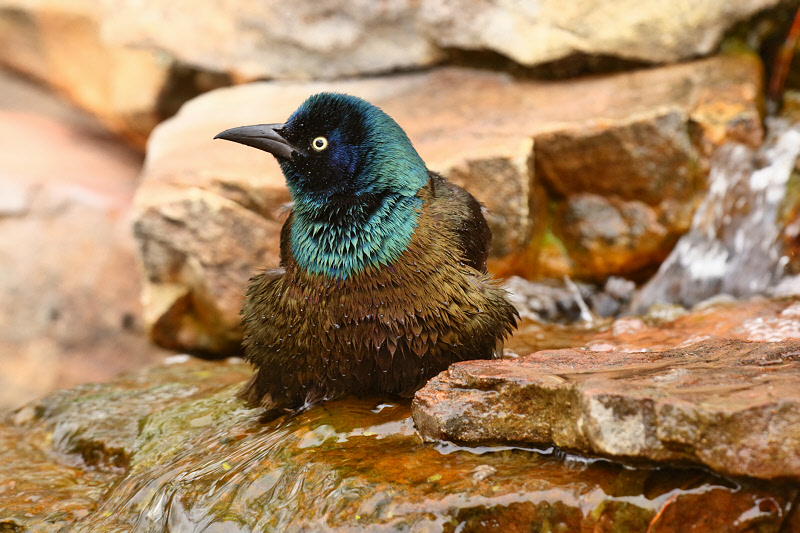 Common Grackle (2730)