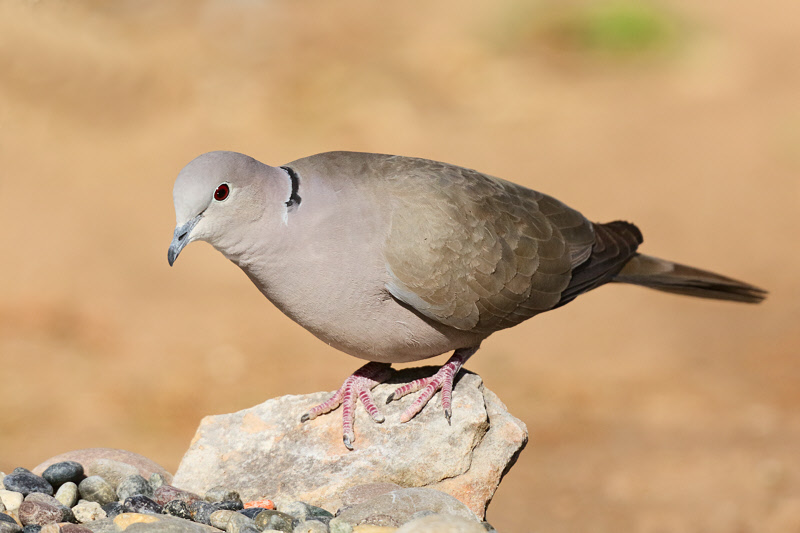 Eurasian Collared-Dove (2666)