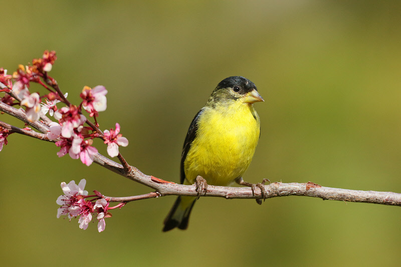 Lesser Goldfinch (Male) (2822)