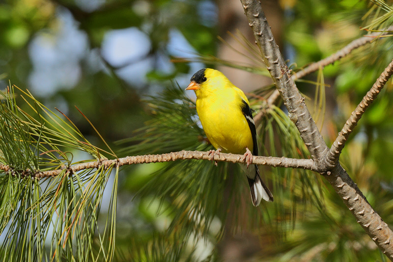 American Goldfinch (6958)
