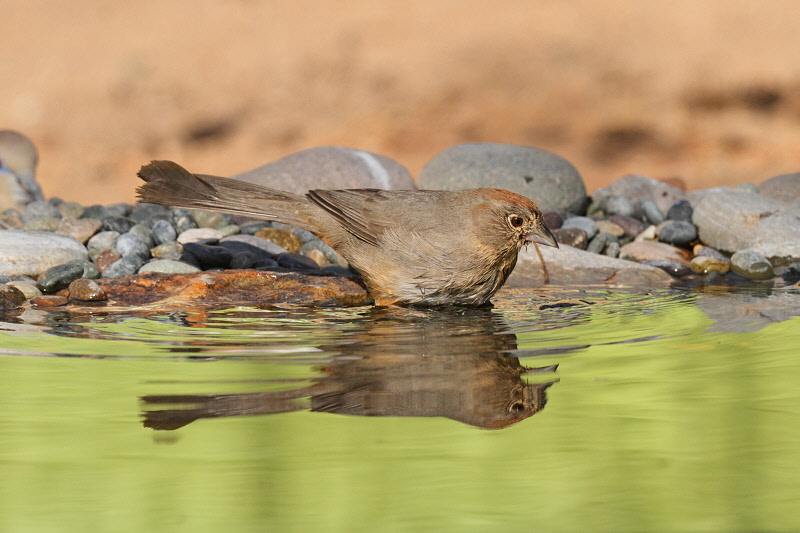 Canyon Towhee (7062)