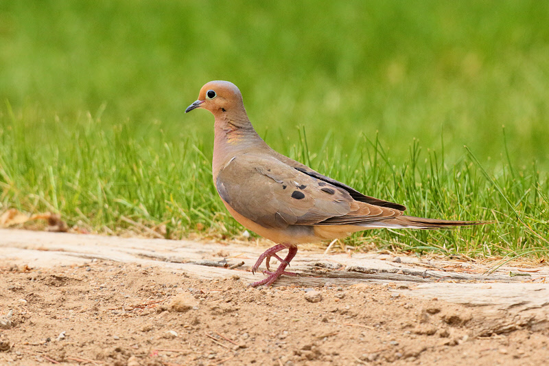 Mourning Dove (3477)