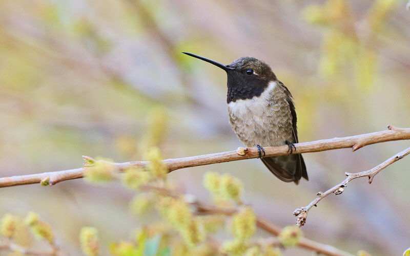 Black-chinned Hummingbird (3618)