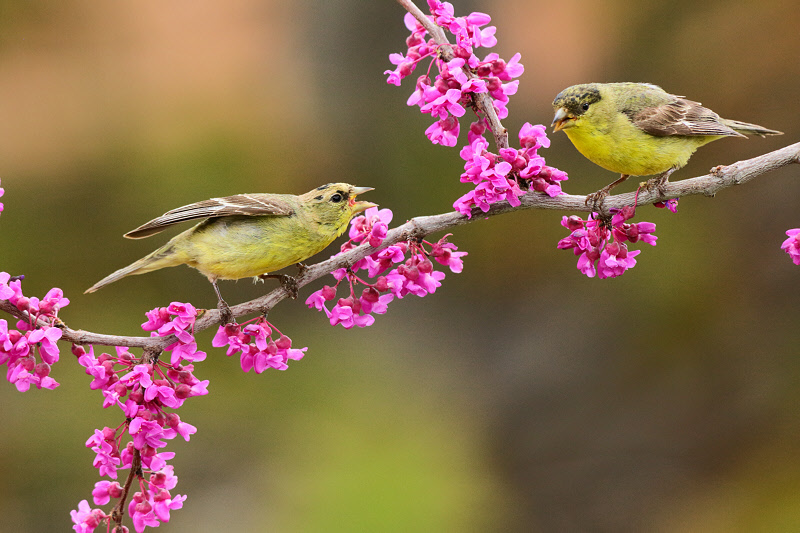Lesser Goldfinches (4118)