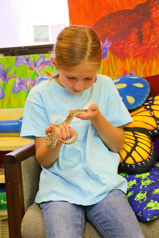 Hognose Snake (4337)