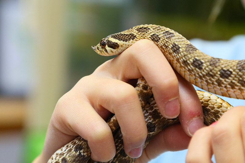 Hognose Snake Head Shot (4361)
