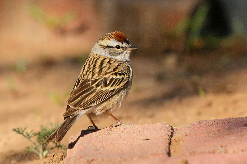 Chipping Sparrow (4292)