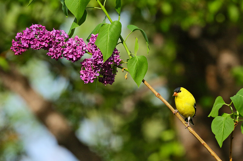 American Goldfinch Male on Lilac (4711)
