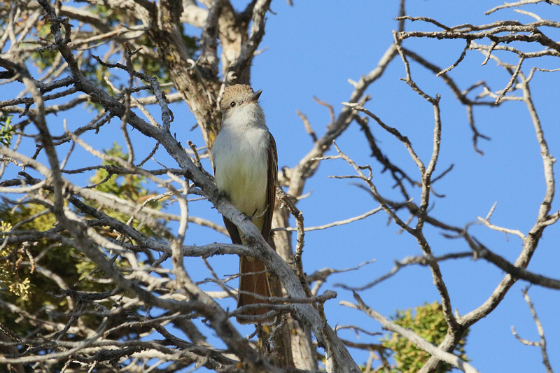 Ash-throated Flycatcher (5896)