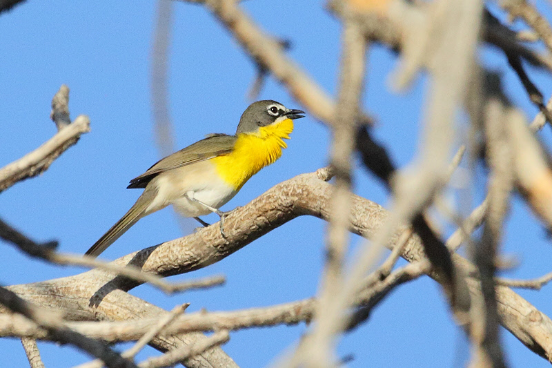 Yellow-breasted Chat (5782)