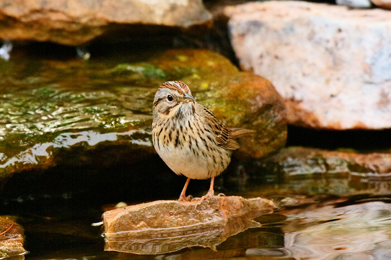 Lincoln's Sparrow (7108)