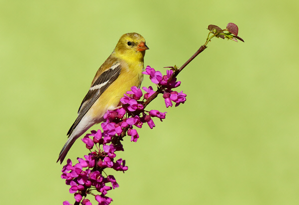 American Goldfinch (Female) (3680)