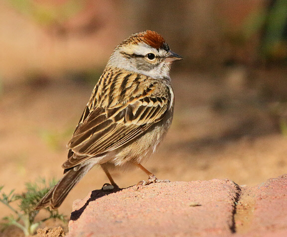 Chipping Sparrow (4292)