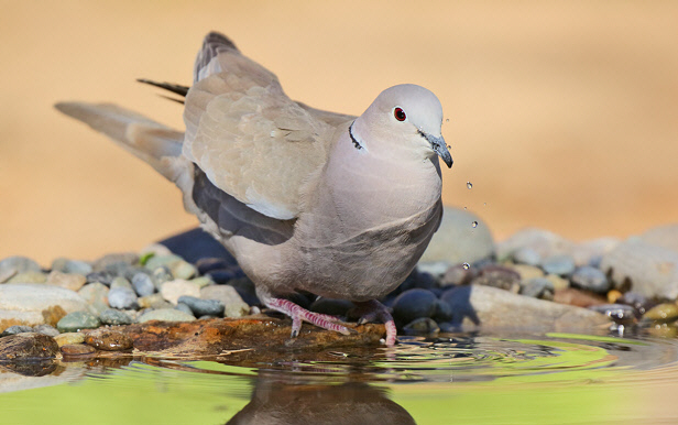 Eurasian Collared-Dove (3653)