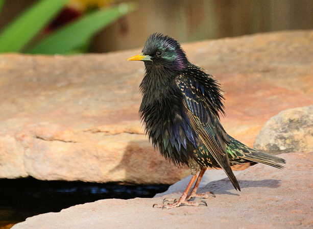 European Starling (Bad Hair Day) (4872)