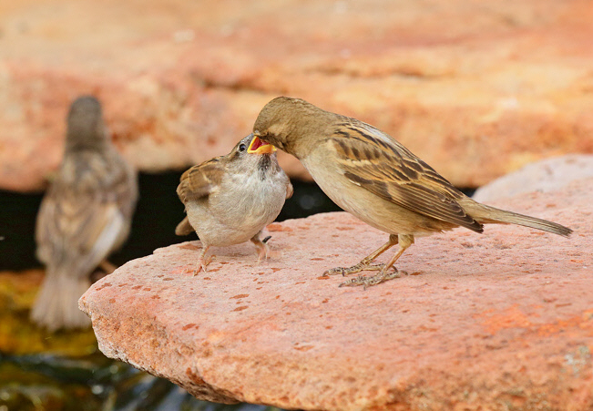 House Sparrows Feeding (6805)