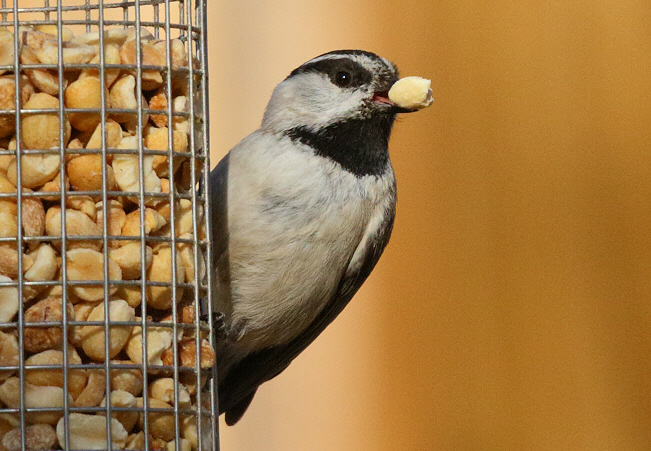 Mountain Chickadee with Peanut (4194)